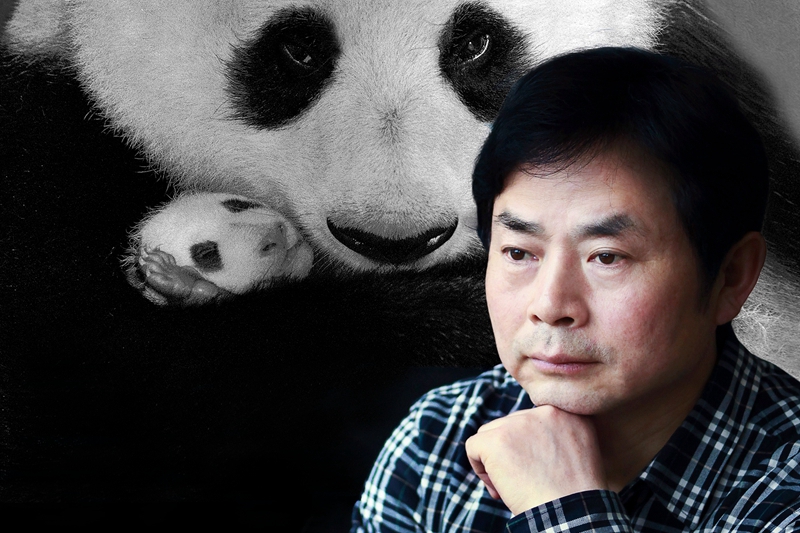 中国名片，世界面孔：著名摄影师周孟棋与大熊猫的影像情缘