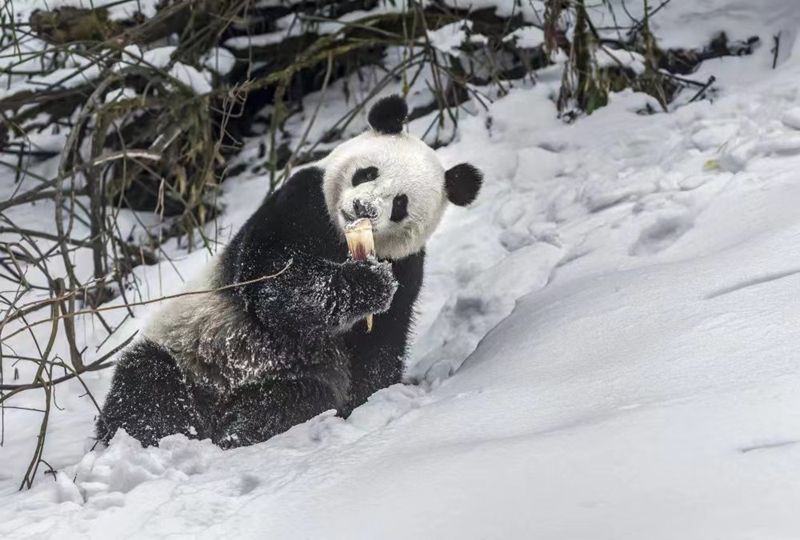 2生活在大熊貓國家公園和動物園熊貓館的大熊貓.jpg