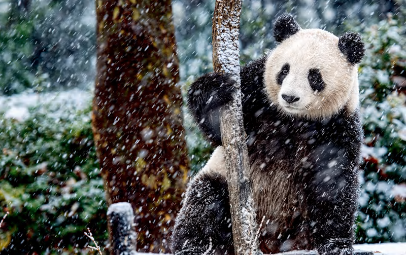 薛康摄影作品《风雪眺望》.png